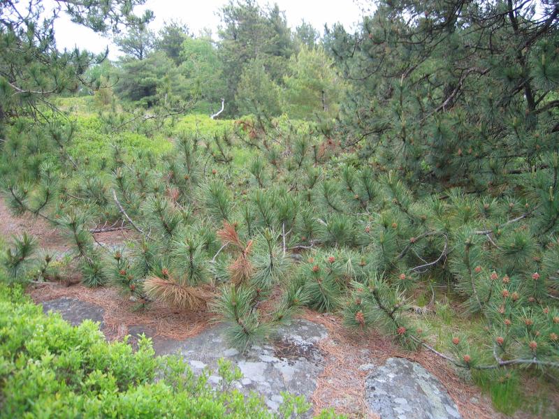 Red pine rocky summit plot on Buck Mountain in Washington County, NY. Gregory J. Edinger