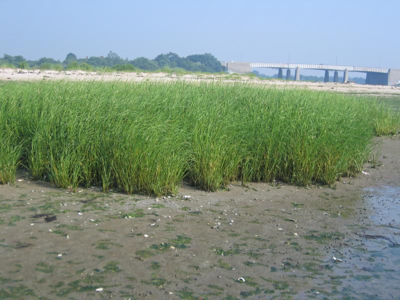 Low salt marsh in Jamaica Bay, Gateway National Recreation Area. Gregory J. Edinger