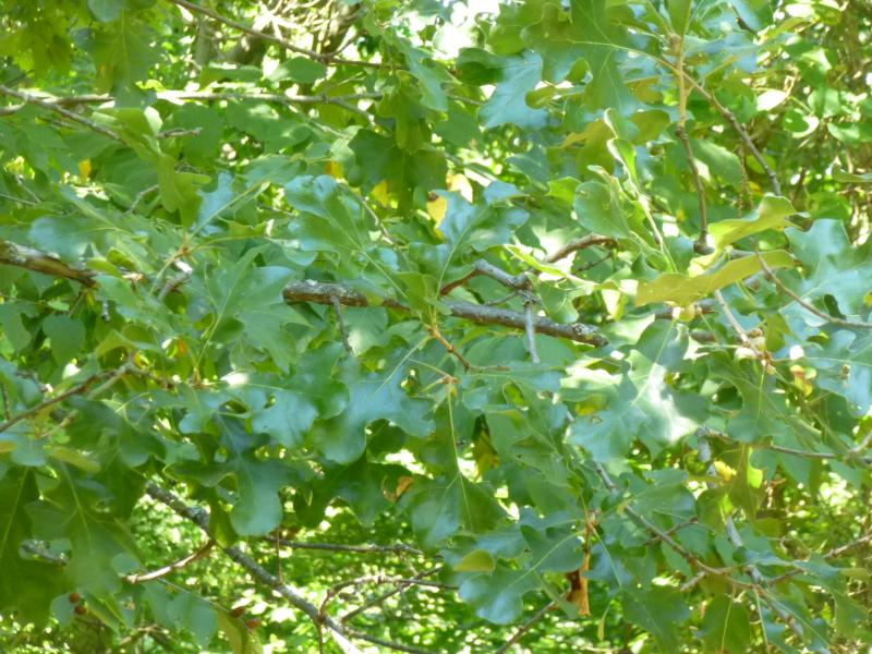 Post oak (Quercus stellata). Julie Lundgren