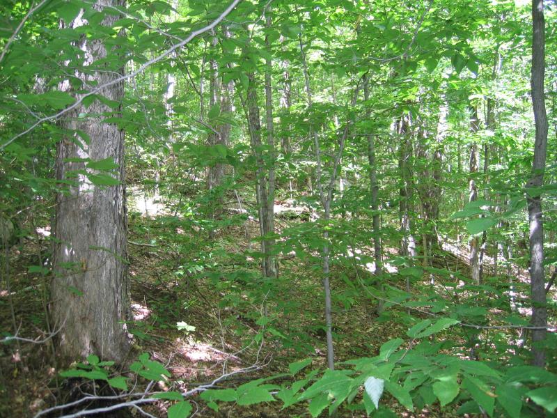 Beech-maple mesic forest in Jay Mountain Wilderness, Essex County, NY. Gregory J. Edinger
