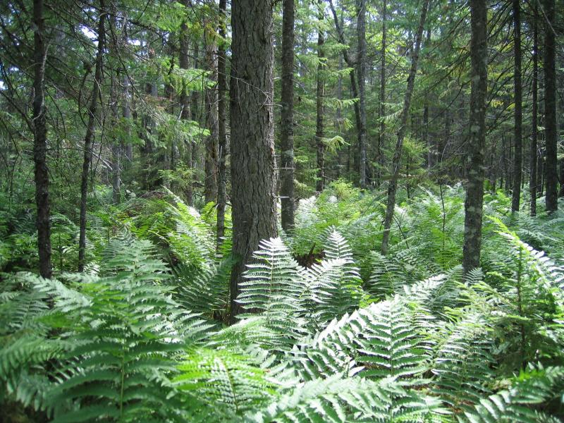 Spruce-fir swamp at Dun Brook Swamp Gregory J. Edinger
