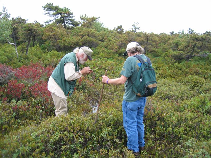 Dick Andrus and Al Breisch exploring perched bog at Sam's Point in the Shawangunk Mountains. Gregory J. Edinger