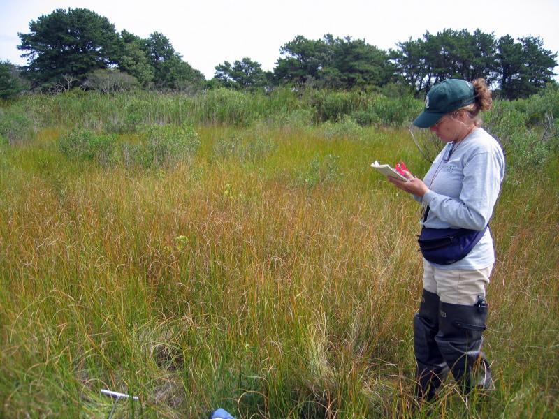 Julie Lundgren sampling vegetation at sea level fen Gregory J. Edinger