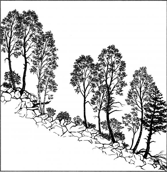 Acidic talus slope woodland illustration. Darcy P. May