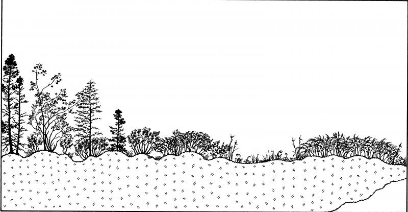 Dwarf shrub bog illustration. Darcy P. May