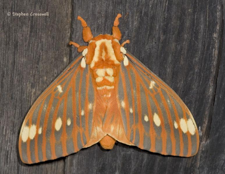 Citheronia regalis (regal moth) Stephen Cresswell