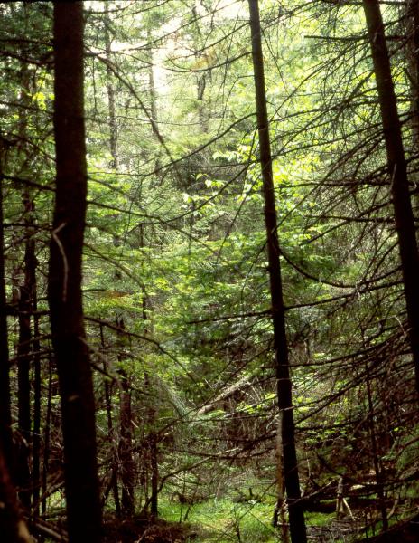 Spruce-fir swamp David M. Hunt