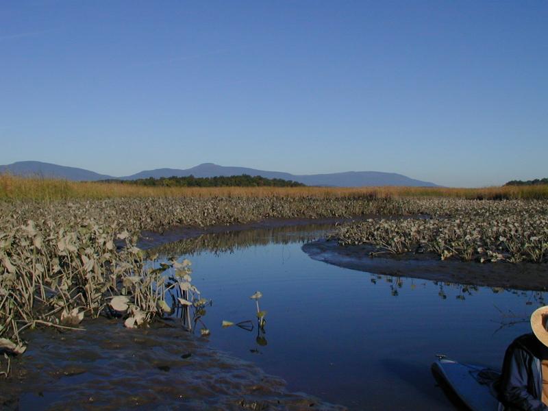 Freshwater tidal marsh Troy Weldy