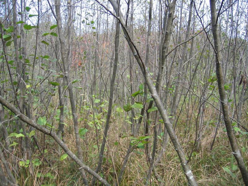 Speckled Alder (Alnus incana ssp. rugosa) dominated shrub swamp at Peck Lake Wetlands Gregory J. Edinger