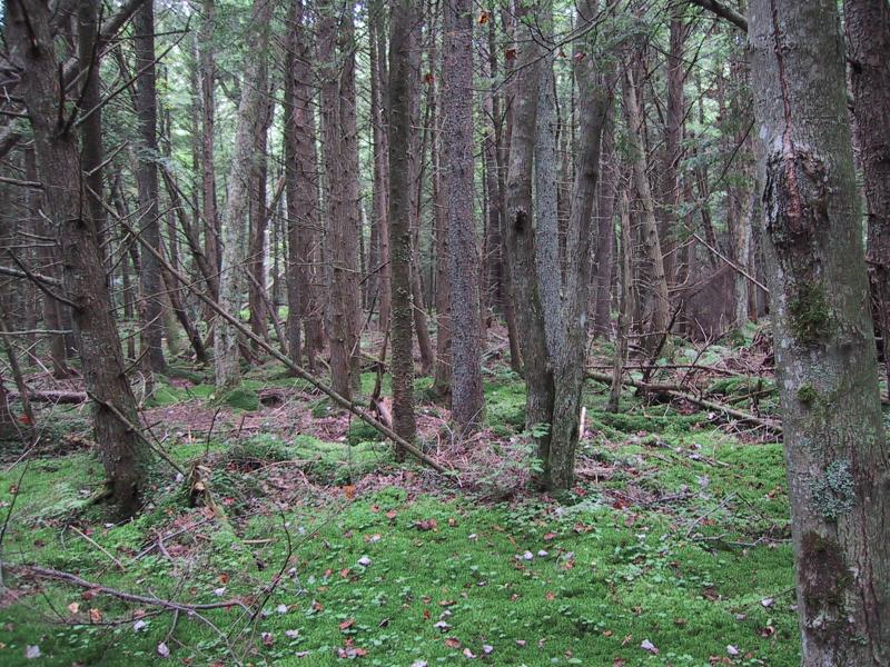 Spruce-fir swamp Feldmann, Aissa L.