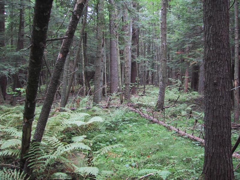 Spruce-fir swamp Feldmann, Aissa L.