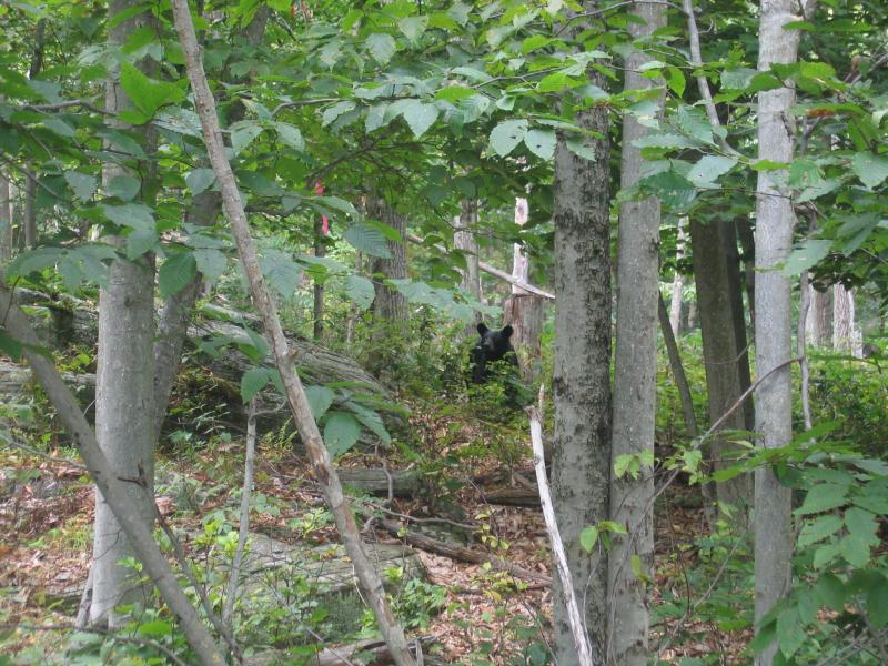 Black bear in community survey plot of a beech-maple mesic forest Gregory J. Edinger