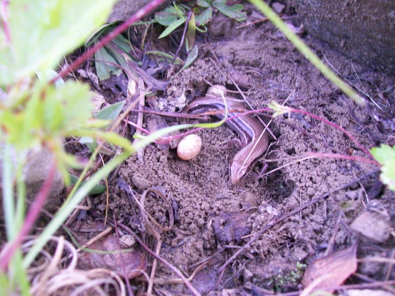 Coal Skink (Plestiodon anthracinus) guarding a nest. Chris Titus
