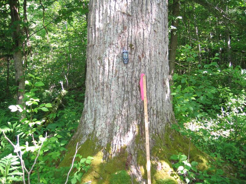 Swamp white oak (Quercus bicolor) in Fort Drum Training Area 17C. Gregory J. Edinger