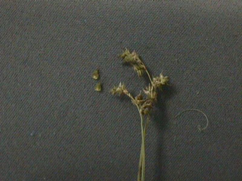 Carex atlantica Stuart Kooge