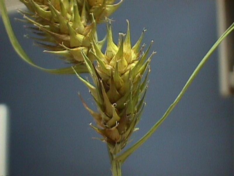 Carex lupulina Stuart Kooge