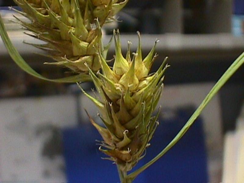 Carex lupulina Stuart Kooge