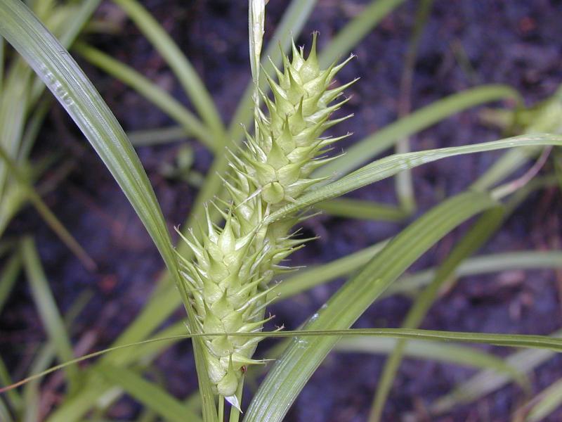 Carex lupulina Troy Weldy