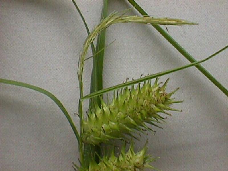 Carex lurida Stuart Kooge