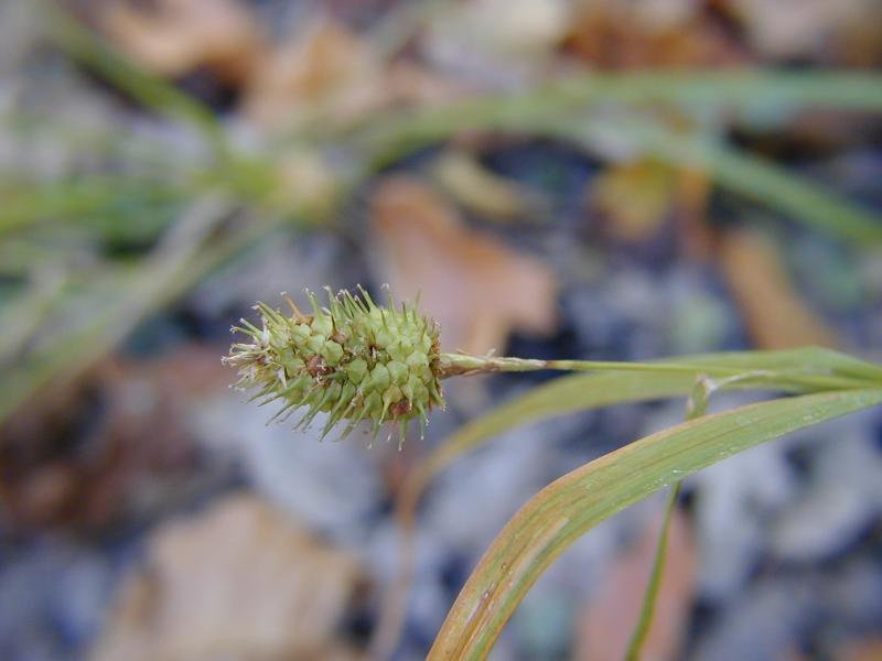 Carex squarrosa Troy Weldy