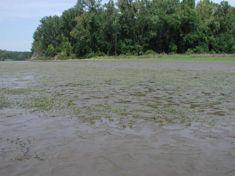 Freshwater intertidal mudflats Timothy G. Howard