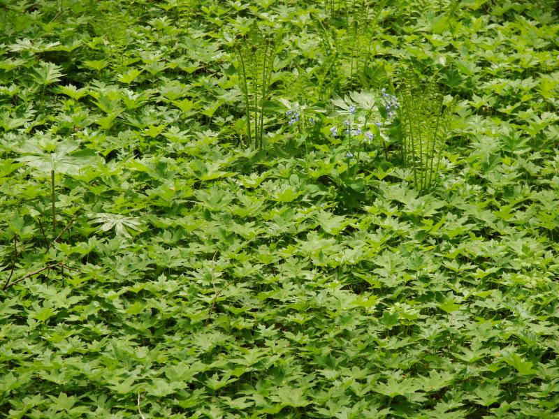 Canada waterleaf plants, similar leaves Stephen M. Young