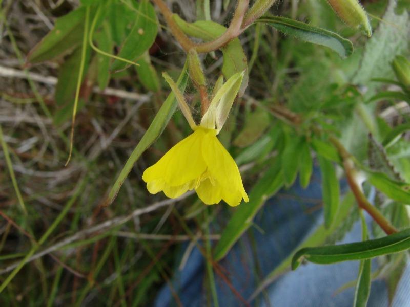 Oenothera perennis flower Stephen M. Young