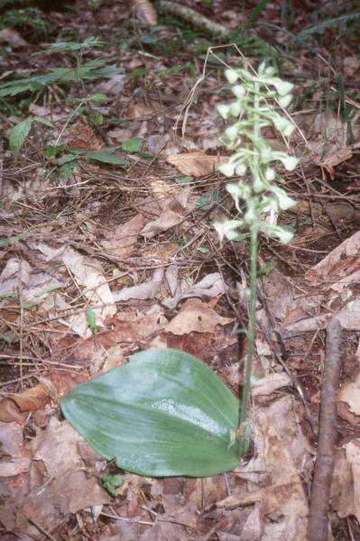 Platanthera orbiculata D.J. Evans