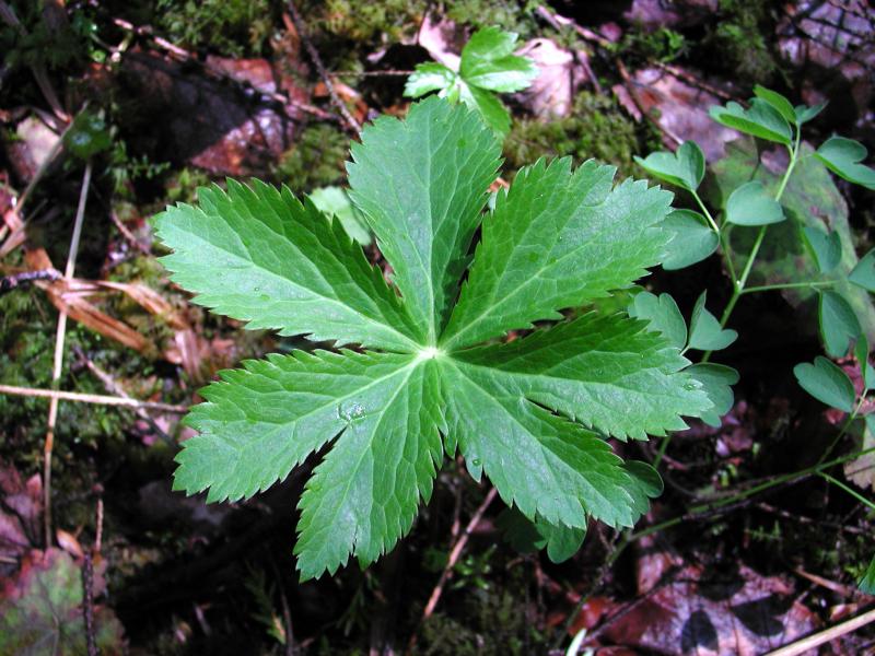 Sanicula leaf, Trollius look-alike Stephen M. Young