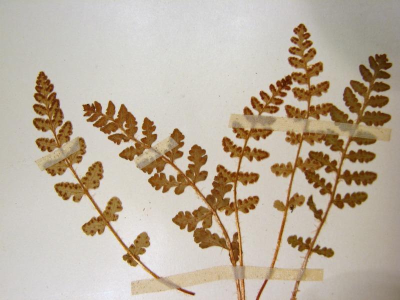 Woodsia ilvensis fronds Stephen M. Young