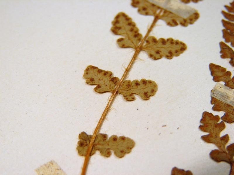 Woodsia ilvensis pinnae with sporangia Stephen M. Young