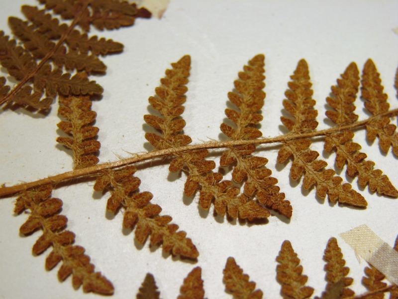 Woodsia ilvensis pinnae with sporangia Stephen M. Young