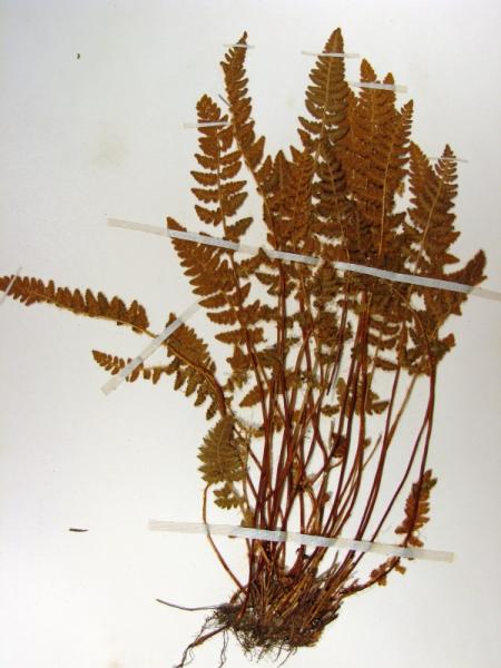 Woodsia ilvensis plant Stephen M. Young