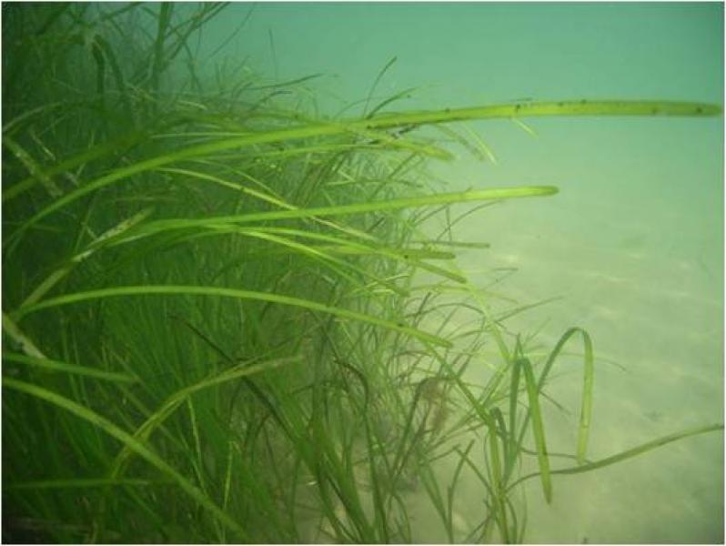 Marine eelgrass meadow Cornell Cooperative Extension of Suffolk County