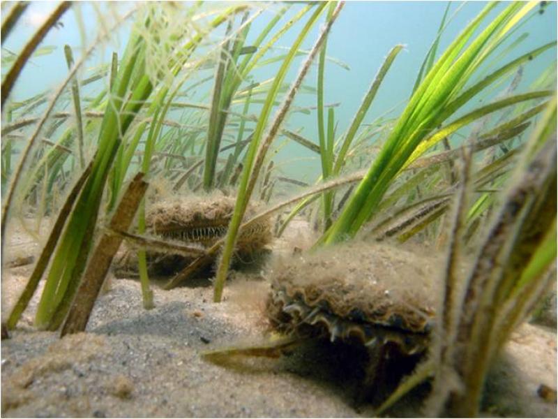 Marine eelgrass meadow and Bay Scallops Cornell Cooperative Extension of Suffolk County