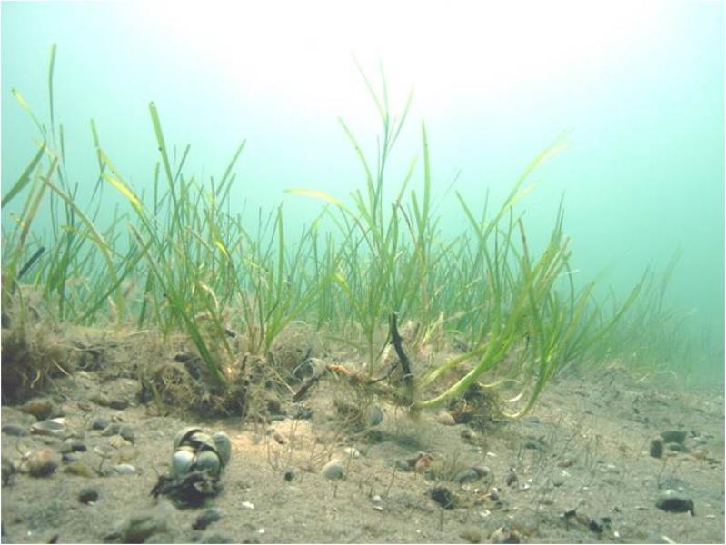 Marine eelgrass meadow Cornell Cooperative Extension of Suffolk County