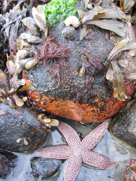 Marine rocky intertidal (close up) with Forbes sea star on Fishers Island Gregory J. Edinger