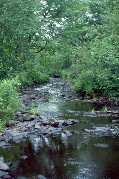Rocky headwater stream at Fish Creek David M. Hunt