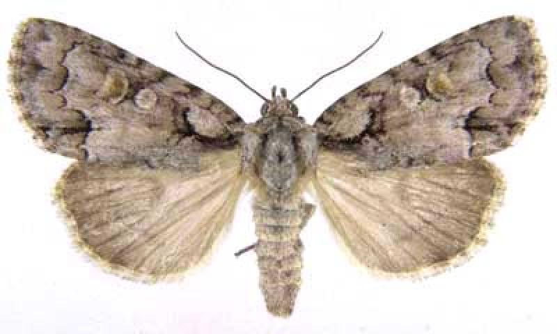 Barrens Dagger Moth Canadian Biodiversity Information Facility (CBIF)