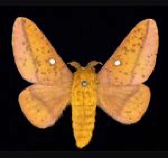 Spiny Oakworm Moth Canadian Biodiversity Information Facility (CBIF)