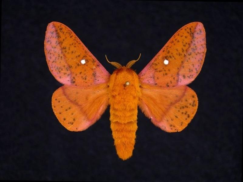 Spiny Oakworm Moth Jim Vargo