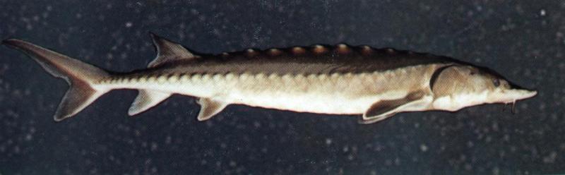 Acipenser oxyrinchus,  Atlantic sturgeon 