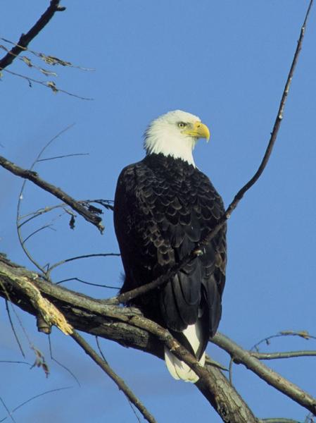 Bald Eagle U.S. Fish and Wildlife Service