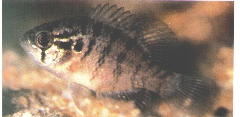 Enneacanthus obesus, banded sunfish 