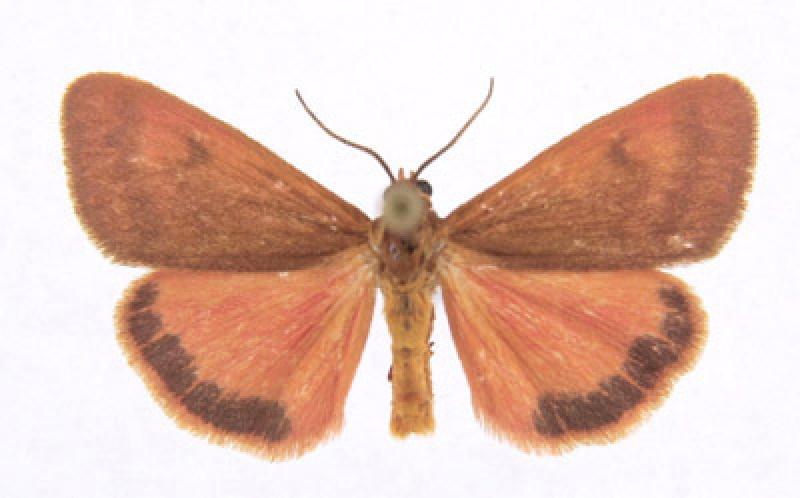 Orange Holomelina Canadian Biodiversity Information Facility