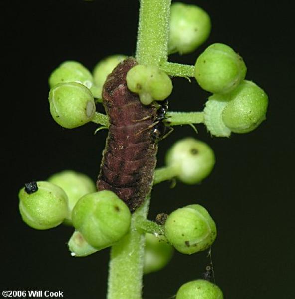 Appalachian Azure Caterpillar (late instar) Will Cook