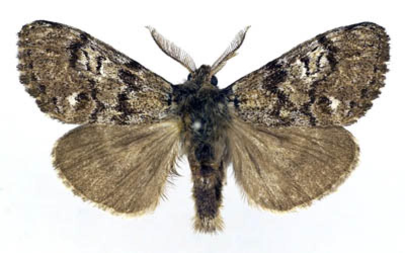 Pine Tussock Moth Canadian Biodiversity Information Facility