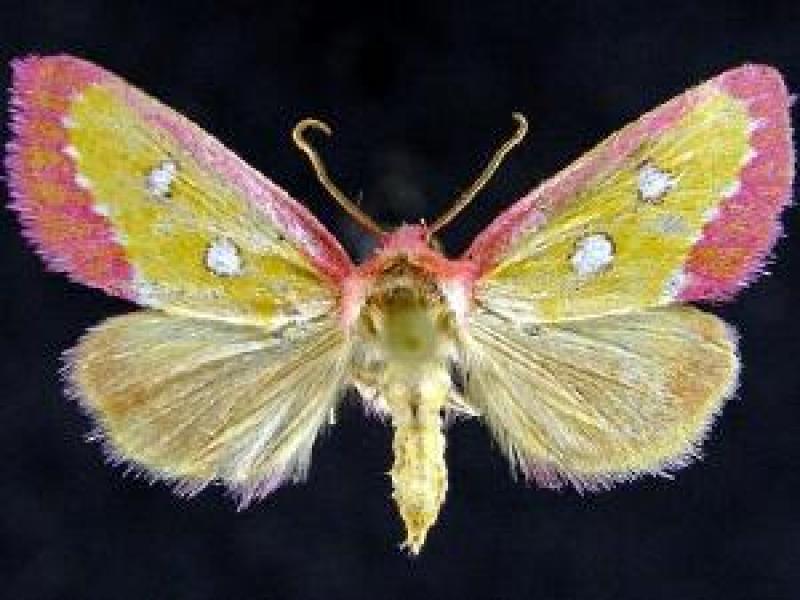 Derrima stellata (Pink Star Moth) Jim Vargo