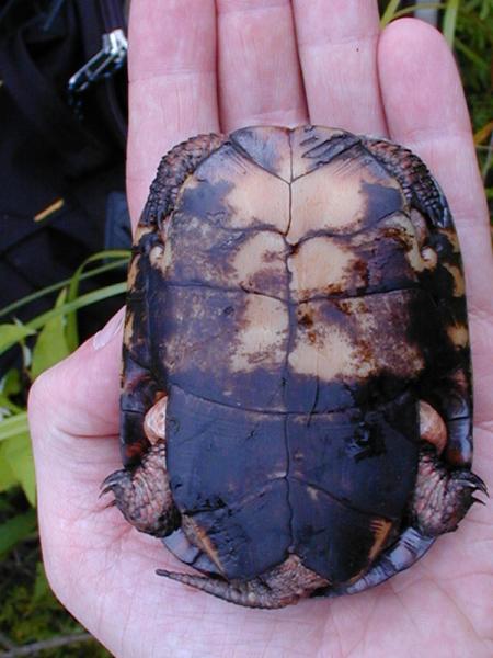 Bog turtle plastron Troy Weldy