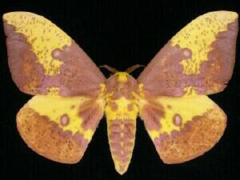 Eacles imperialis (Imperial Moth) Jim Vargo